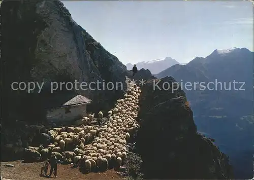 Schafe Herde Alp Mora Flims Kat. Tiere