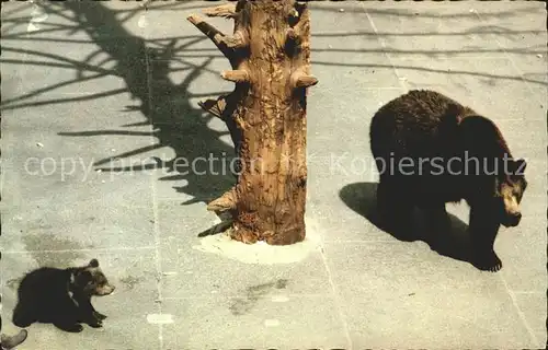 Baeren Baerengraben Bern  Kat. Tiere