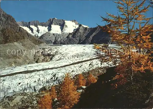 Gletscher Aletsch Aletschwald Wannenhorn Kat. Berge