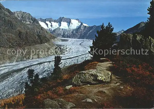 Gletscher Aletsch Aletschwald Wannenhorn Eggishorn Kat. Berge