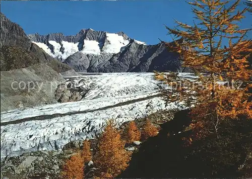 Gletscher Aletsch Aletschwald Wannenhorn Kat. Berge