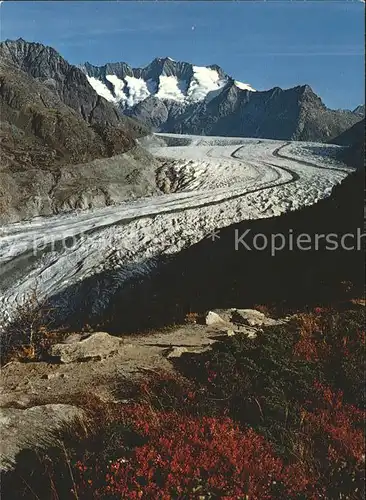 Gletscher Aletsch Aletschwald Wannenhorn Kat. Berge