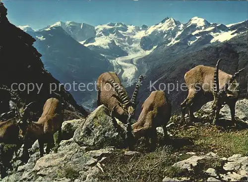 Steinbock Piz Albris Berninagruppe Morteratschgletscher Kat. Tiere