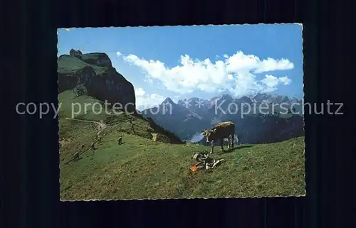 Kuehe Alpstein Hoher Kasten Staubern Kreuzberge Altmann Kat. Tiere