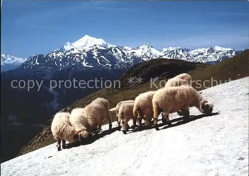 Schafe Schwarznasenschafe Wallis  Kat. Tiere