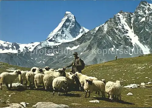 Schafe Herde Hirte Zermatt Matterhorn Kat. Tiere