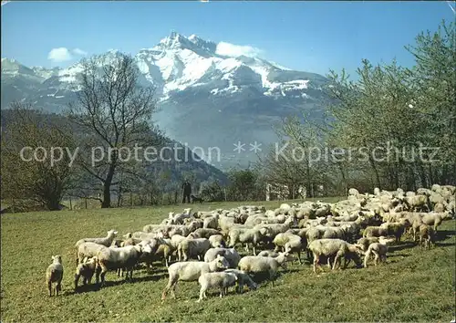 Schafe Herde Dents du Midi  Kat. Tiere