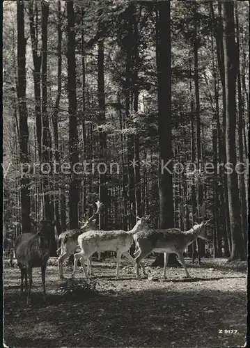 Hirsch Hirsche Wildpark Langenberg Langnau Kat. Tiere