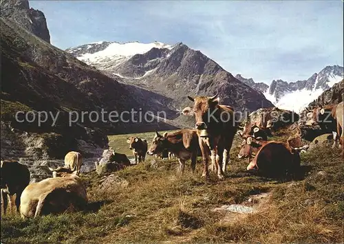 Kuehe Kuehe auf der Alp Kat. Tiere