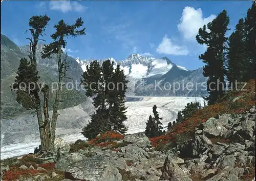 Gletscher Aletschgletscher Aletschwand Walliser Fiescherhoerner  Kat. Berge
