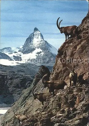 Steinbock Zermatt Matterhorn Mt. Cervin Kat. Tiere