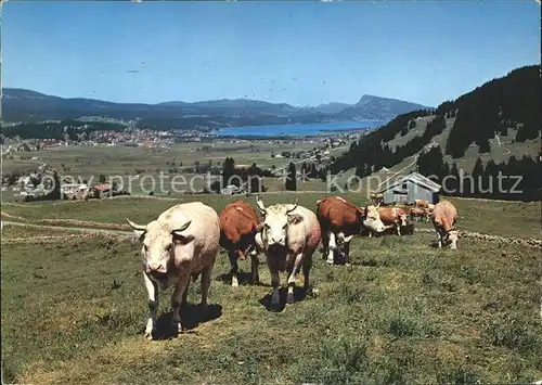 Kuehe Vallee de Joux  Kat. Tiere