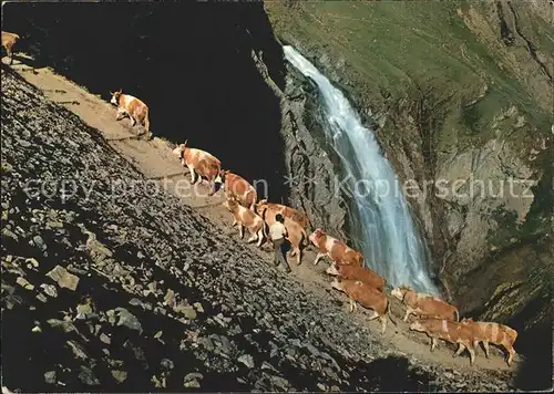 Kuehe Adelboden Engstligen Wasserfall Alpaufzug  Kat. Tiere