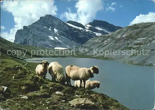 Schafe Daubensee Gemmipass Leukerbad Kandersteg  Kat. Tiere