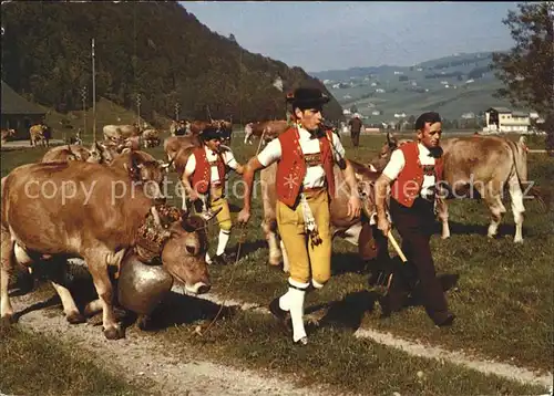 Kuehe Kuhglocke Alpabfahrt Kanton Appenzell Kat. Tiere