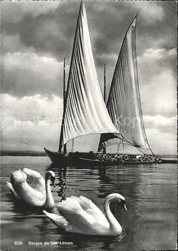 Segelboote Barque Lac Leman Schwaene Kat. Schiffe