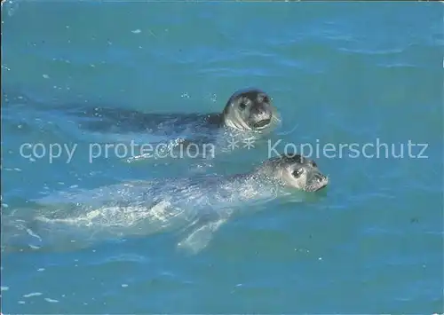 Robben Seehunde WWF World Wide Fund For Nature / Tiere /