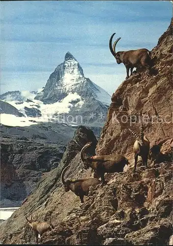 Steinbock Zermatt Matterhorn Mt. Cervin Kat. Tiere