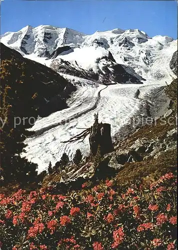 Gletscher Morteratschgletscher Alpenrosenfeld Piz Palue Bellavista Kat. Berge