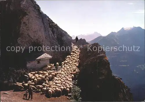 Schafe Herde Hirte Alp  Kat. Tiere