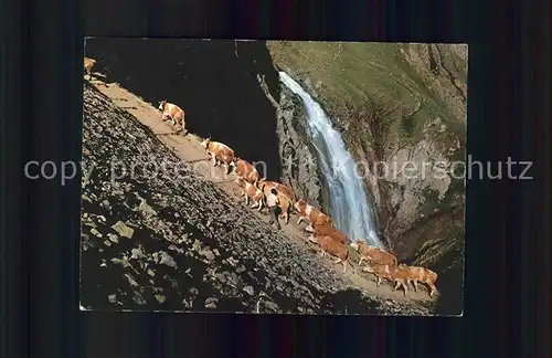 Kuehe Alpaufzug Engstligen Wasserfall Adelboden  Kat. Tiere
