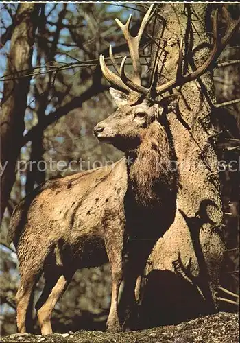 Hirsch Cerf cervo Stag Bull Kat. Tiere