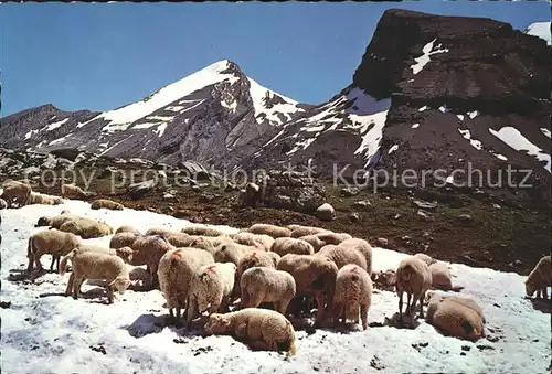 Schafe Schwarenbach Altels Kl. Rinderhorn Kat. Tiere