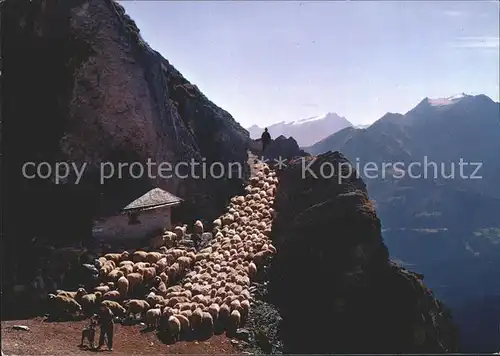 Schafe Herde Hirte Alp Kat. Tiere