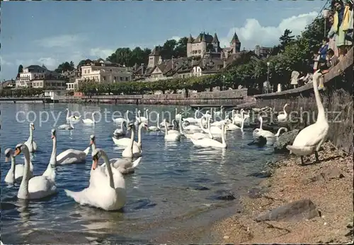 Schwan Nyon Quai Chateau Kat. Tiere