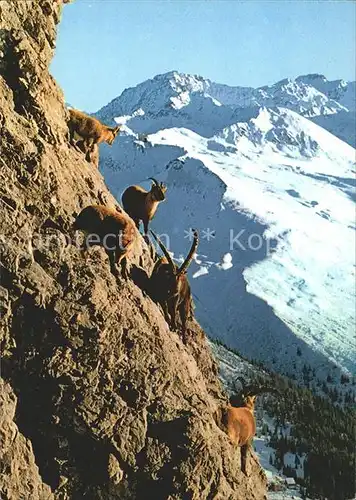 Steinbock Schiahorn Schatzalp Strela Davos Jakonshorn Kat. Tiere