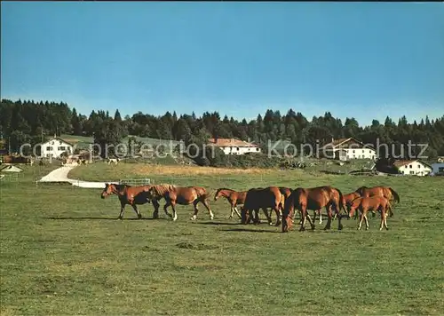 Pferde Paturages Franches Montagnes Kat. Tiere