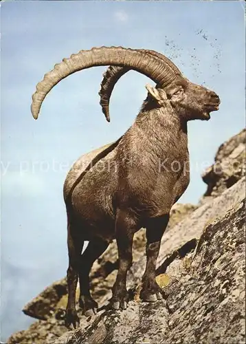 Steinbock Alpensteinbock Capra ibex Bouquetin Steenbock Kat. Tiere