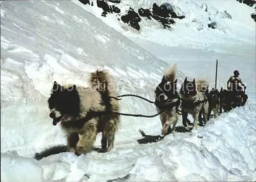 Hunde Polarhunde Jungfraujoch Kat. Tiere