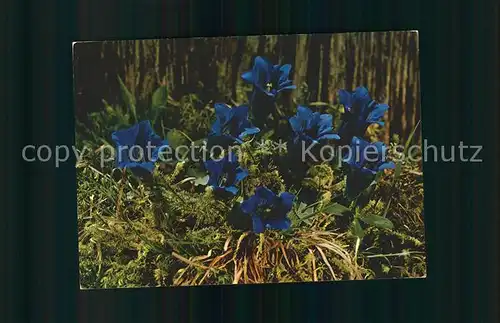 Blumen Stengelloser Enzian Gentiana acaulis Kat. Pflanzen