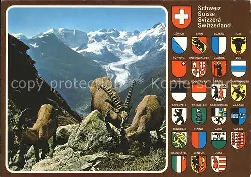 Steinbock Piz Albris Berninagruppe Morteratschgletscher Kantone Wappen  Kat. Tiere