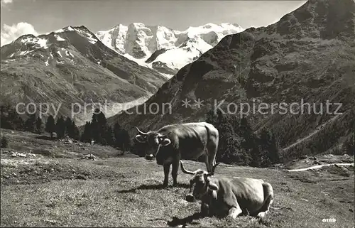 Kuehe Hoehenweg Piz Palue Kat. Tiere