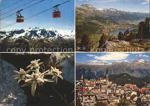 Edelweiss Seilbahn Corviglia Piz Nair St. Moritz  Kat. Pflanzen