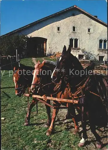 Pferde Paturage du Jura Franches Montagnes Kat. Tiere