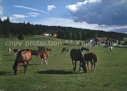 Pferde Au Paturage du Jura Franches Montagnes  Kat. Tiere