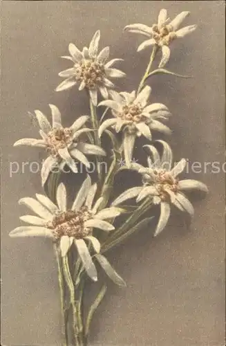Edelweiss  Kat. Pflanzen