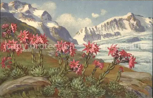 Frueh W. Sempervivum montanum Hauswurz Berge Kat. Kuenstlerkarte