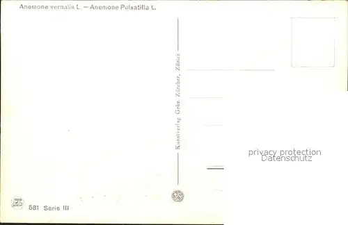 Frueh W. Anemone vernalis Kuechenschelle Kat. Kuenstlerkarte