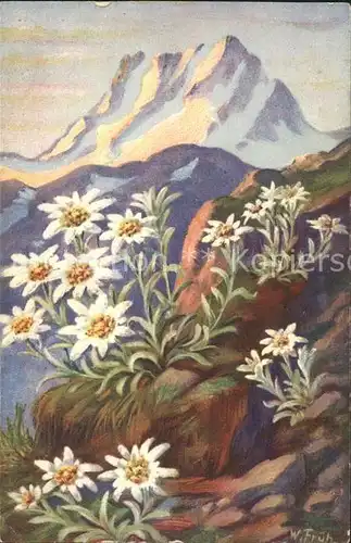 Frueh W. Edelweiss Berge Kat. Kuenstlerkarte