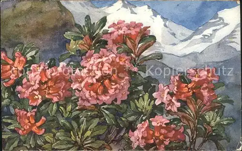 Haller Anna 301 Alpenrosen Berge Kat. Kuenstlerkarte