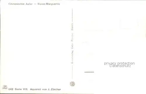 Zuercher J. 642 Margeriten  Kat. Kuenstlerkarte