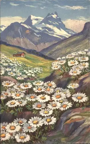 Frueh W. 554 Alpenchrysanthemen Kat. Kuenstlerkarte