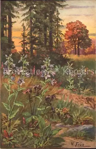 Frueh W. 595 Campanula Trachelim Nesselblaettrige Glockenblume Kat. Kuenstlerkarte