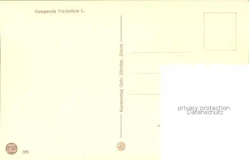 Frueh W. 595 Campanula Trachelim Nesselblaettrige Glockenblume Kat. Kuenstlerkarte