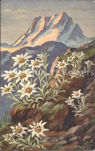 Frueh W. 551 Edelweiss Berge Kat. Kuenstlerkarte