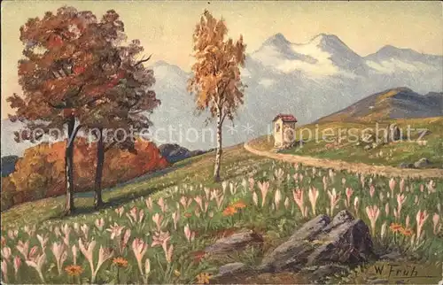 Frueh W. 587 Colchicum autumnale Herbstzeitlose Kat. Kuenstlerkarte